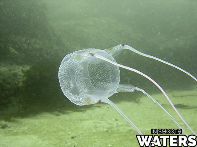 1 most dangrous ocean fish box jellyfish