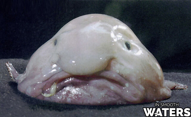 1 blobfish de poisson le plus laid