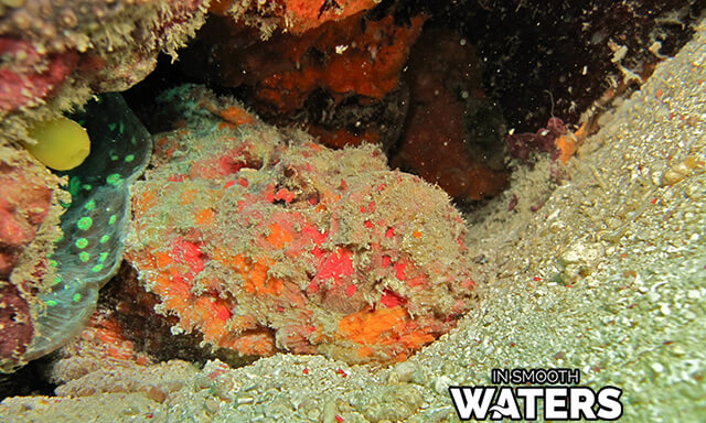 Peces que se camuflan: El pez piedra de arrecife