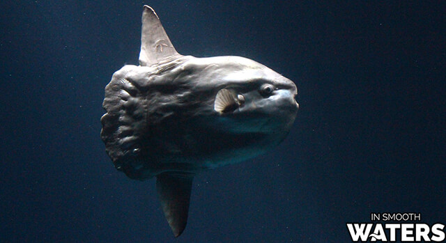 Biggest fish in the ocean list: The Ocean Sunfish is 10.9 feet. 