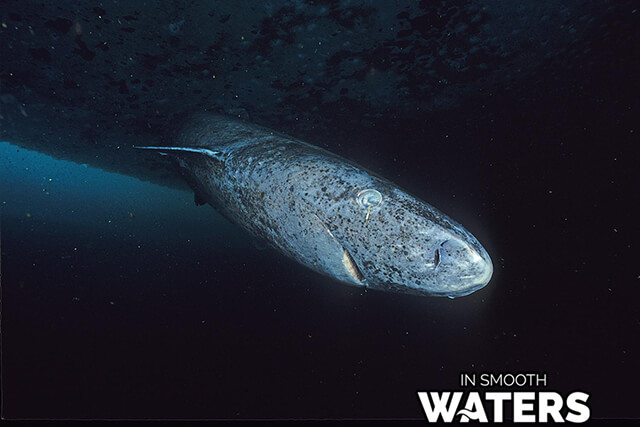 10 peces de vida más larga tiburón de Groenlandia