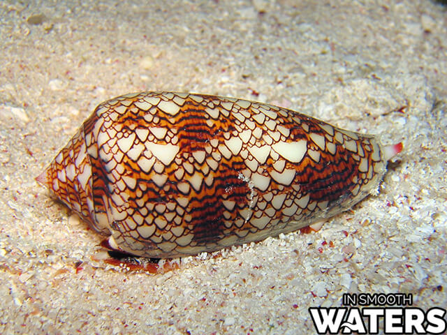 El caracol cono textil es uno de los peces más peligrosos del mar