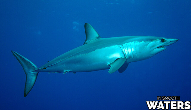 10 tiburones mako de pescado más rápidos