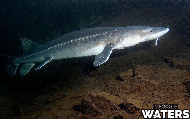 10 hässliche Fische weißer Stör