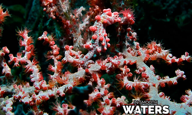 2 camouflaged fish in the sea pygmy seahorse 2