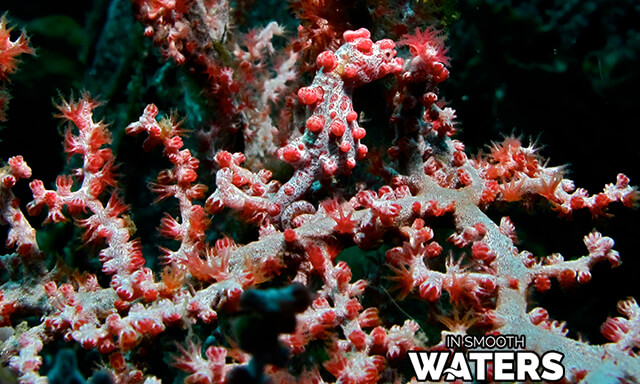 2 poissons camouflés dans la mer hippocampe pygmée 2