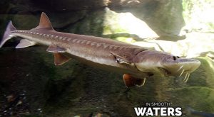 Top 10: The Longest Living Fish Are Crazy 400 Years+ Old | ISM