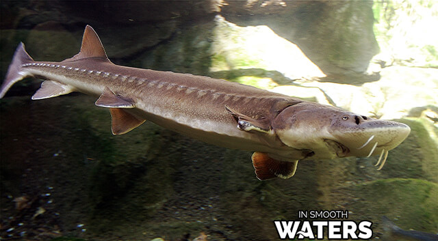 2 fish with longest life sturgeon