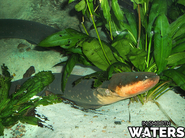 The electric eel provides shocks of 600 Volts and more which make it one of the most dangerous freshwater fish