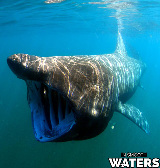 Requin pèlerin : 26 pieds