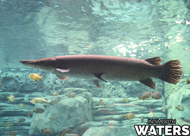 2 große Süßwasserfische Alligator gar