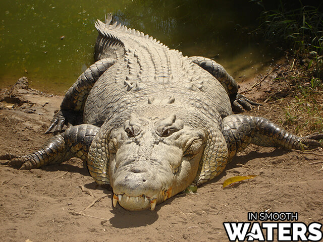 Le crocodile d'eau salée possède la troisième force de morsure la plus puissante.