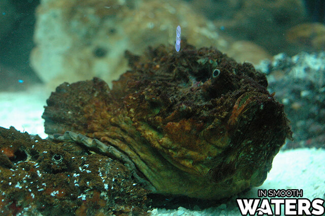 Stonefish