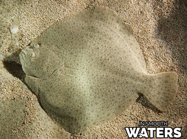 Der Plattfisch ist ein Fisch, der sich im Sand tarnen kann