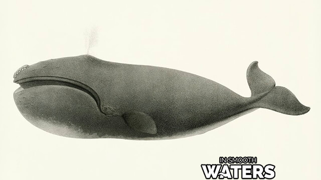 Der Grönlandwal wird 200 Jahre alt und ist einer der am längsten lebenden Fische