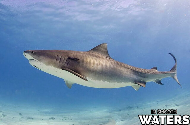 Requin tigre : 16 pieds