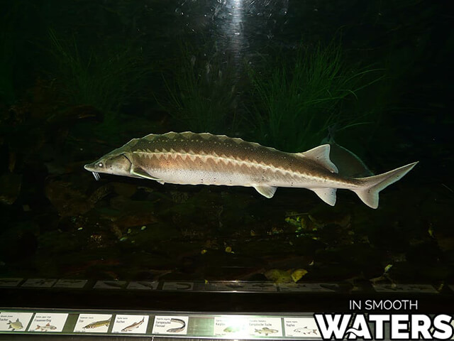 3 plus gros poisson esturgeon béluga 2