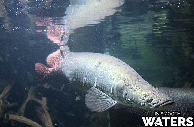 La araprima es otro de los peces de agua dulce más peligrosos