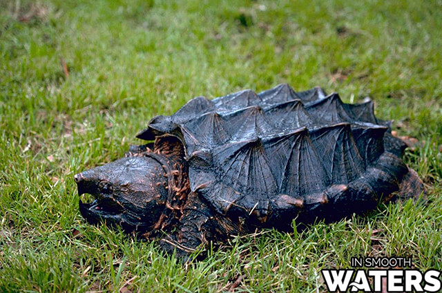 Alligator Snapping Turtle