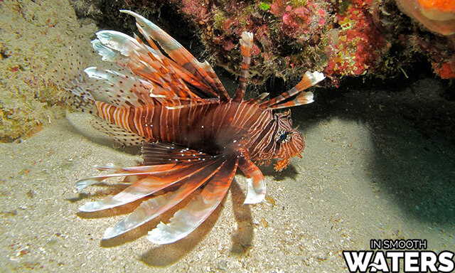 Red Lionfish