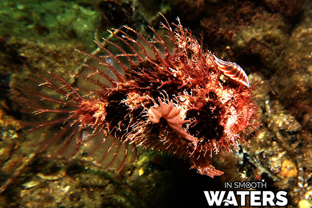 Fish With Camouflage: Tasseled Anglerfish