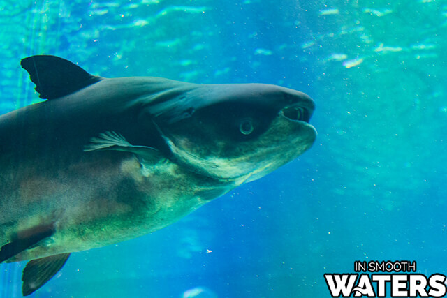 4 largest fresh water fish mekong giant catfish