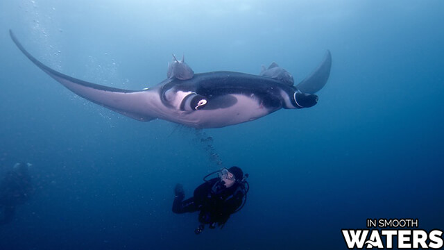 4 largest ocean fish oceanic manta ray
