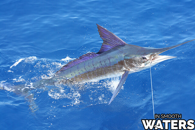 4 schnellster Fisch Stripe Marlin