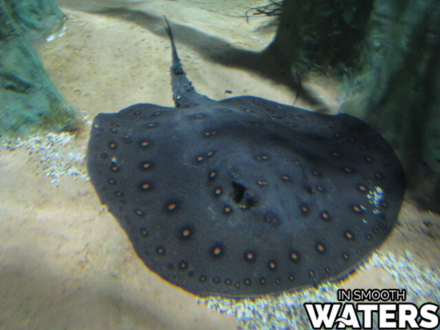 4 ugly fish stingray