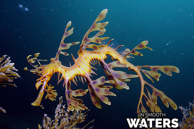 Fish With Camouflage: Leafy Seadragon 