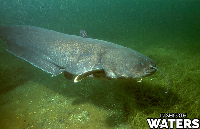 The welsh catfish is one of the most dangerous freshwater fish