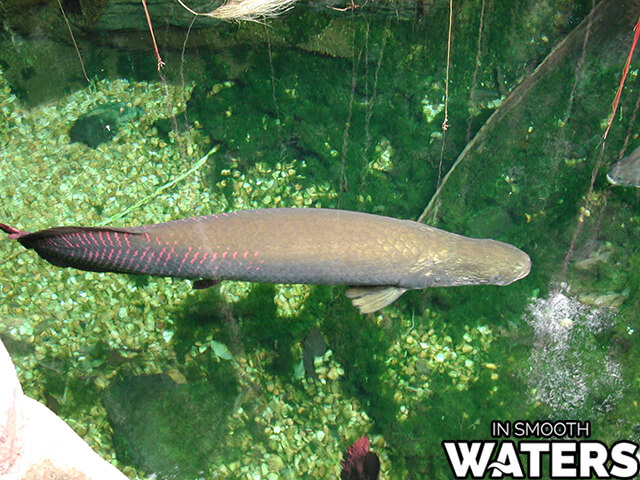 5 größter Fisch Arapaima