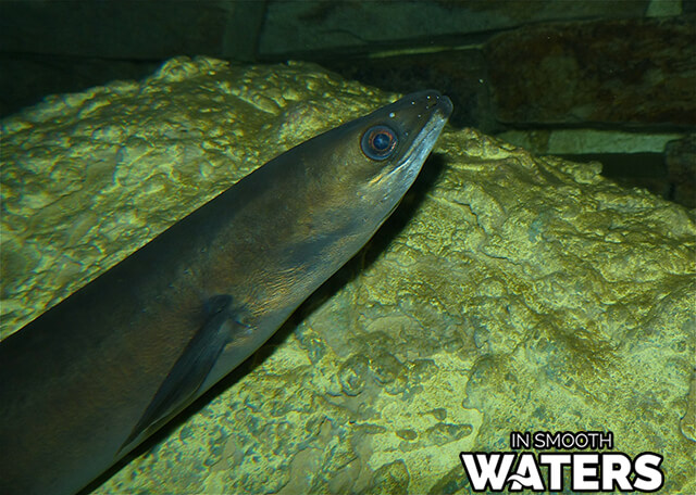 5 poissons d'anguille européenne ayant la plus longue durée de vie