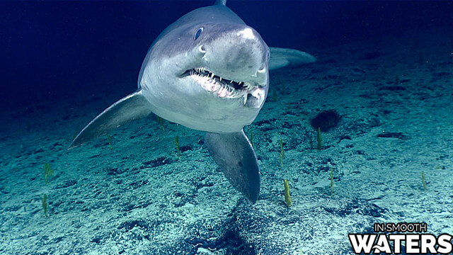 Requin tigre