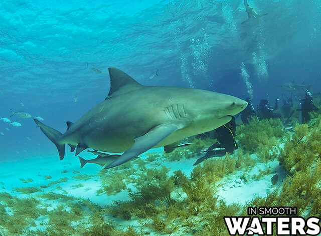 Requin taureau