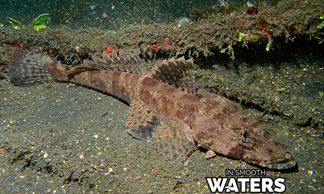 Poissons camouflés : Poisson crocodile