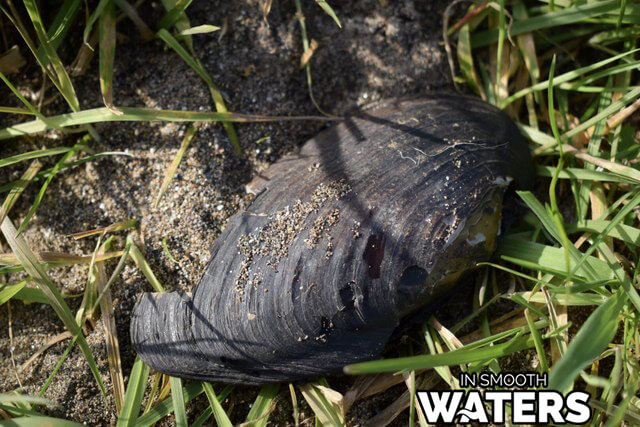 6 peces con mayor esperanza de vida mejillón perla de agua dulce