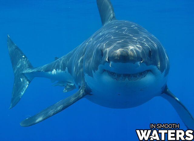 Great White Shark: 20 feet