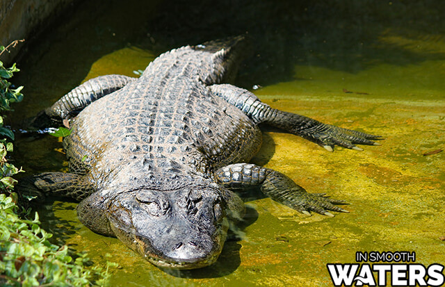 6 Meerestier mit dem stärksten Biss Alligator 2