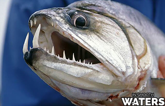 La payara es uno de los peces de agua dulce más peligrosos