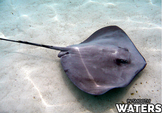 Mantarraya