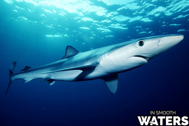 6 tiburones azules de pescado más rápidos