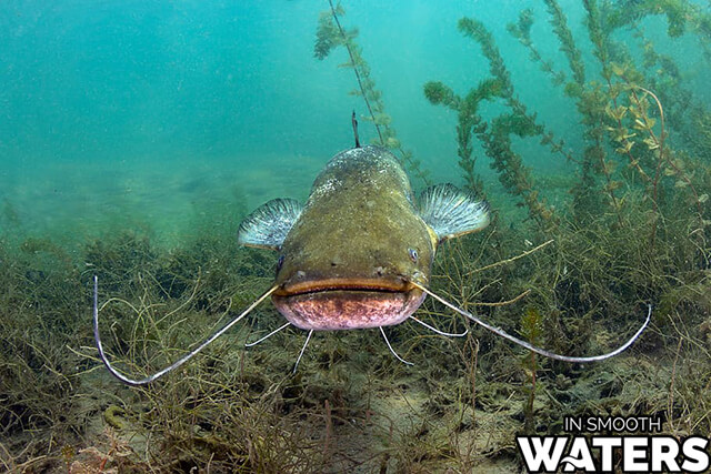 6 ugliest fish catfish 2