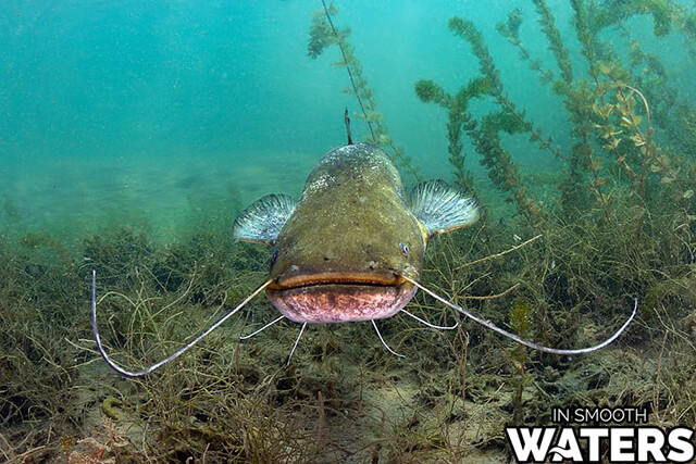 6 hässlichste Fischwelse 2