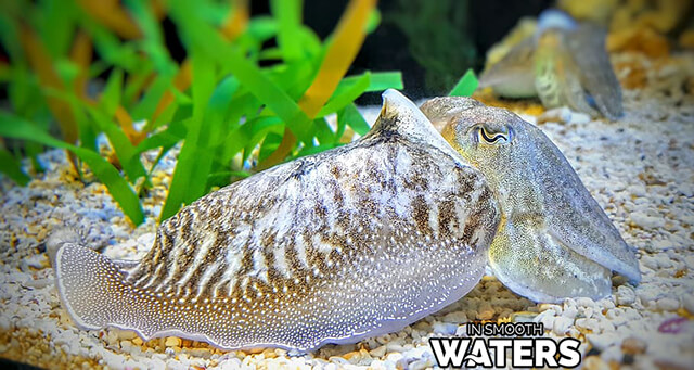 Fish That Can Camouflage: Cuttlefish