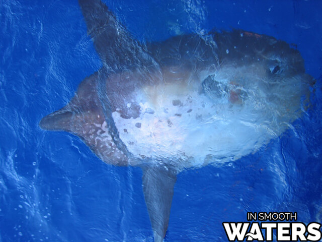 Biggest fish in the ocean list: The Sharptail Mola: is 11 feet