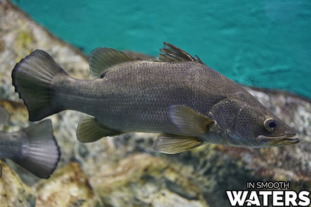 Los 7 peces de agua dulce más grandes de la perca del Nilo.