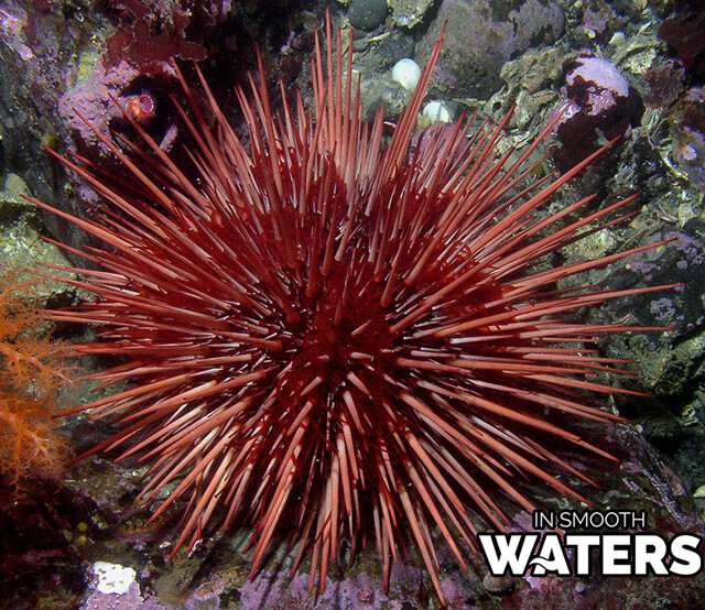 7 longest life span fish sea urchin 2