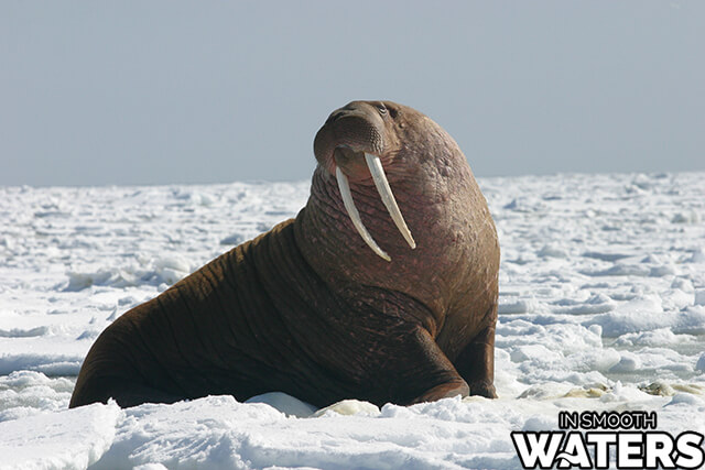 Walrus