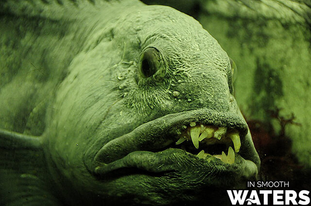 7 ugliest fish in ocean wolffish 2